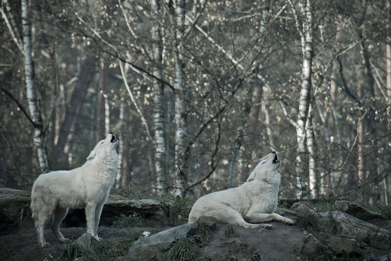 Two White Wolves Howling — Dramatic, Winter, Photograph