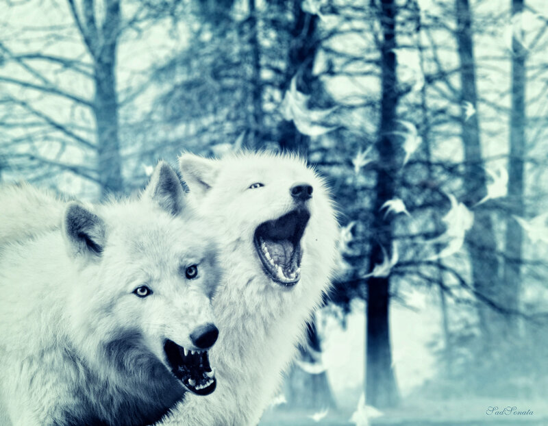 Two White Wolves Howling — Dramatic, Winter