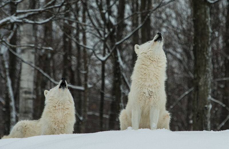 Two White Wolves Howling — Serene