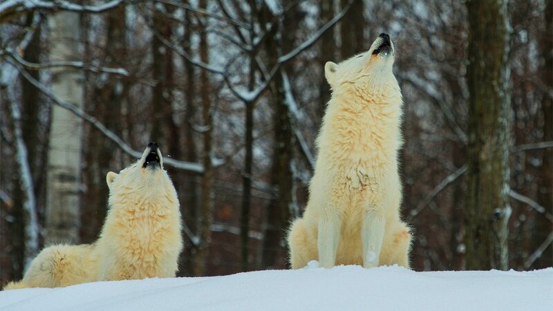 Two White Wolves Howling — Serene, Winter