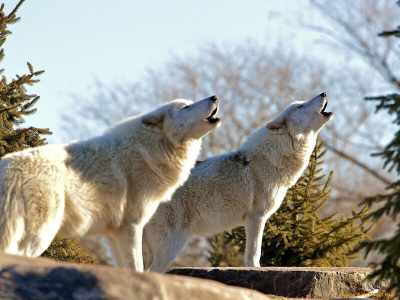 Two White Wolves Howling