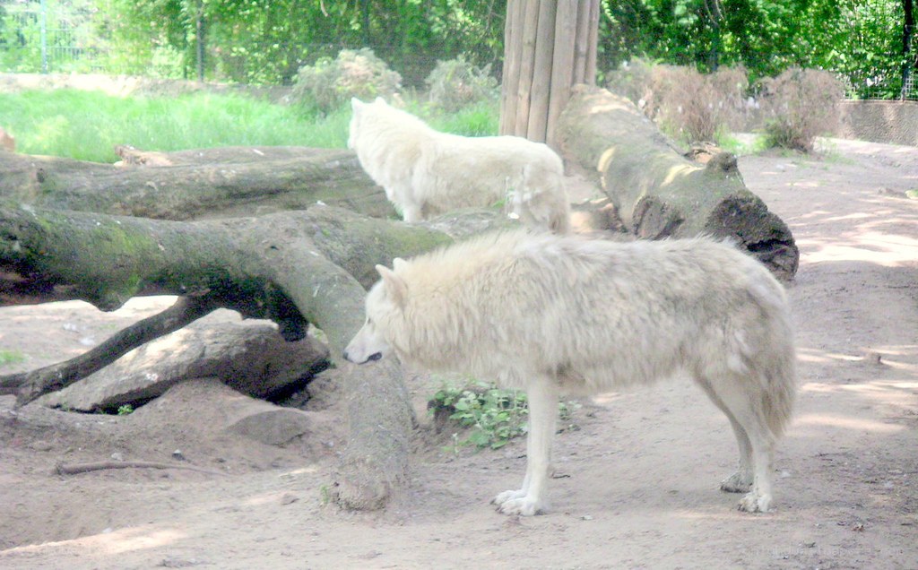 Two white wolves in enclosure
