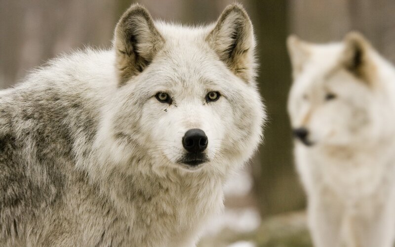 two white wolves in forest