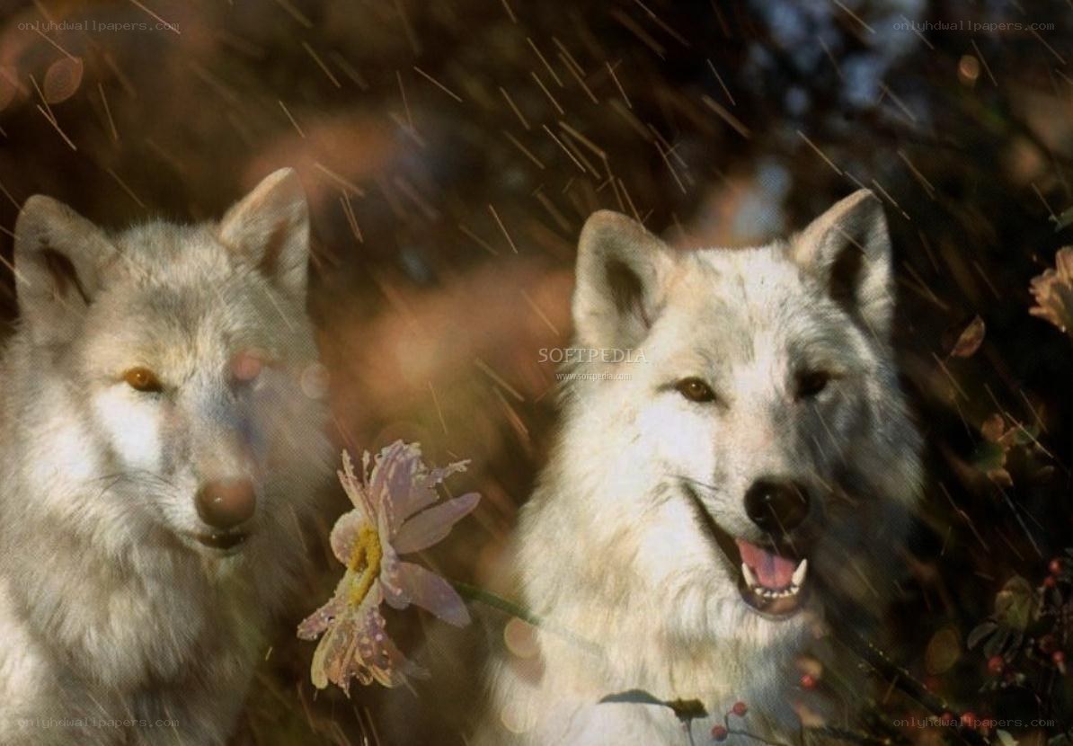 two white wolves in forest