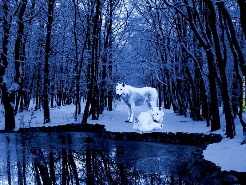 Two White Wolves in Forest — Blue