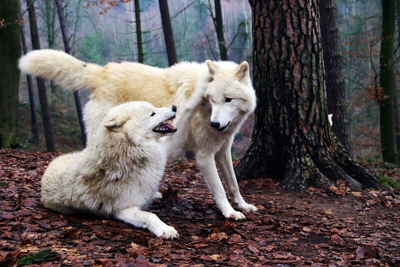 Two White Wolves in Forest — Natural