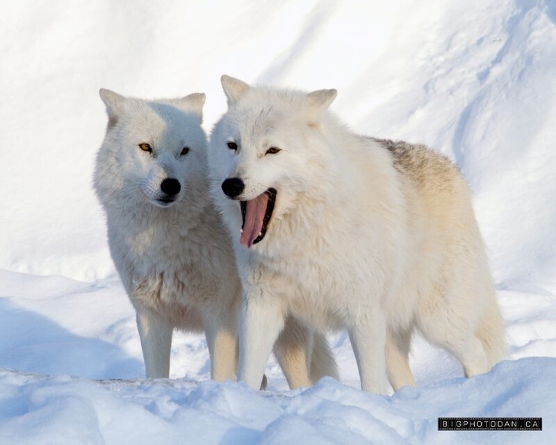 Two White Wolves in Snow — Calm