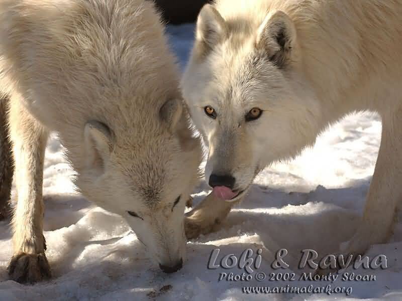 Two White Wolves in Snow — Calm, Winter