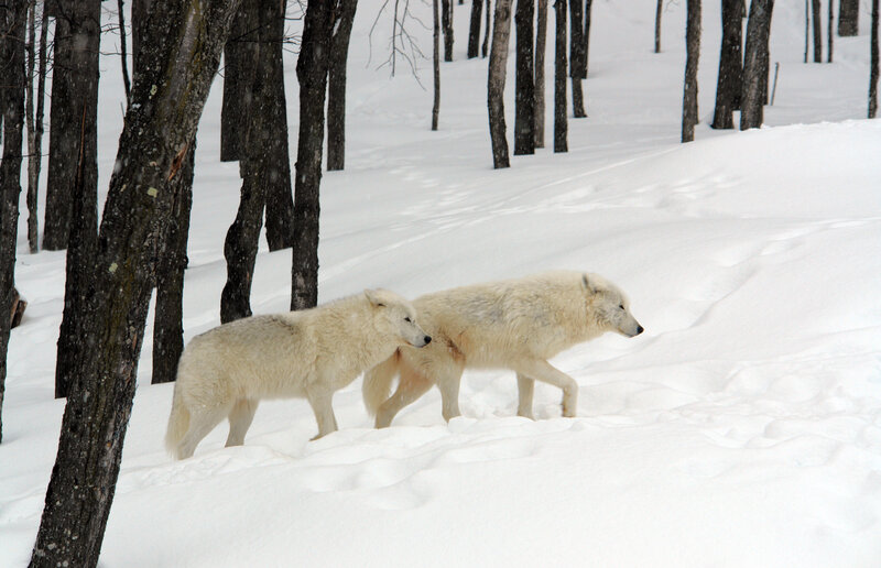 Two White Wolves in Snow — Cold
