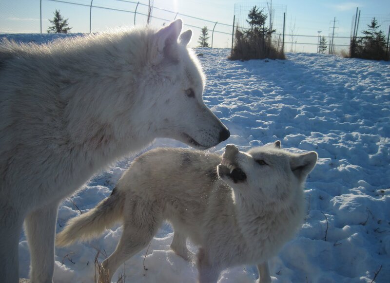 Two White Wolves in Snow — Cold, Winter