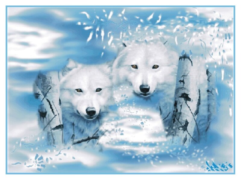 two white wolves in snow