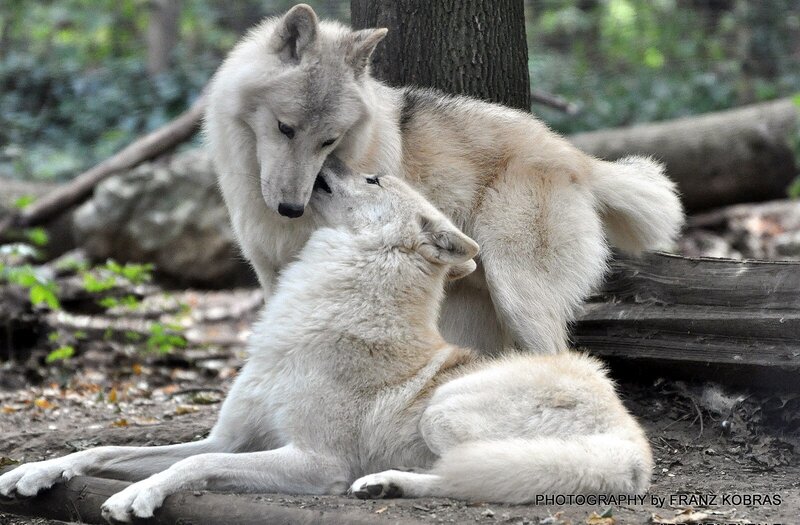 Two White Wolves Interacting — Calm