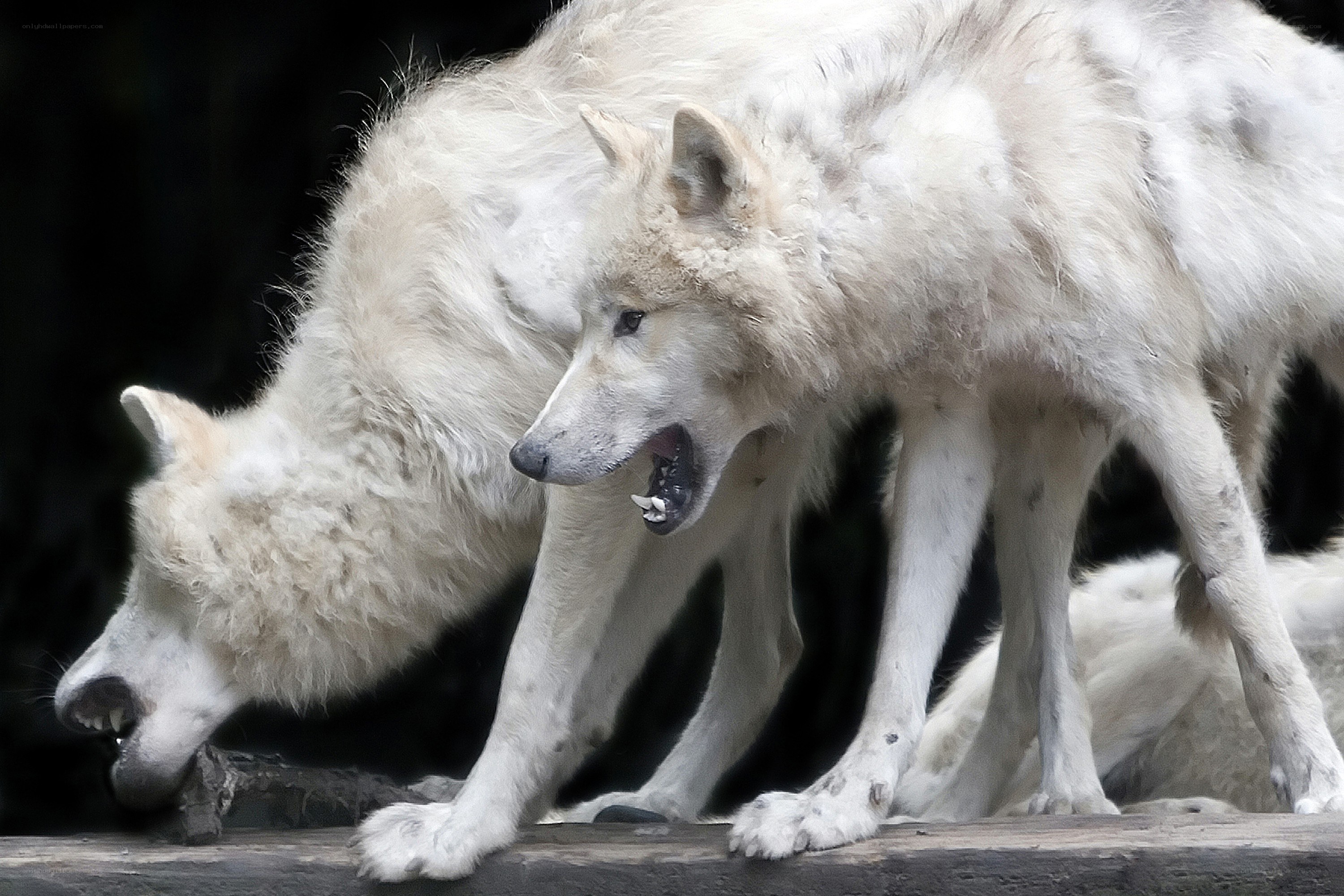 Two white wolves interacting