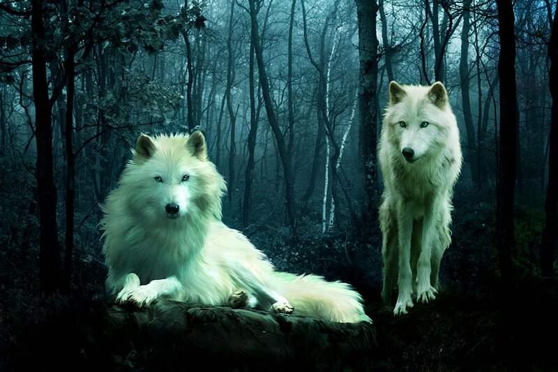 Two White Wolves — Mysterious, Night
