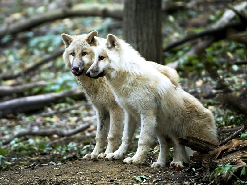 Two White Wolves — Natural, Afternoon