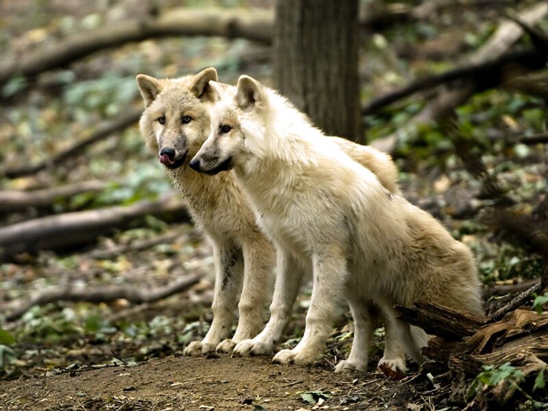 Two White Wolves — Natural, Autumn, Photograph