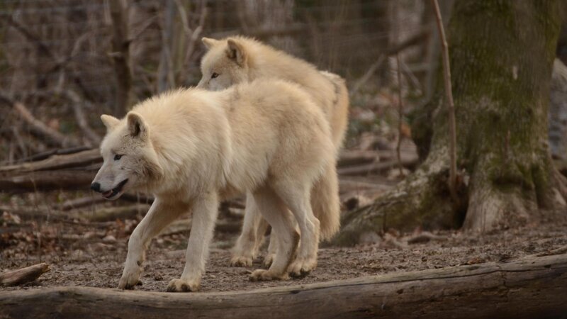 Two White Wolves — Natural, Autumn, Photograph, Trees