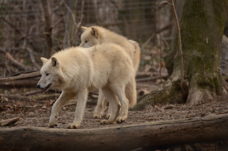 Two White Wolves — Natural, Autumn