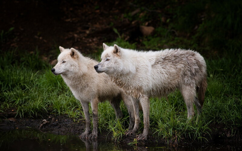 Two White Wolves — Natural, Photograph, Grass