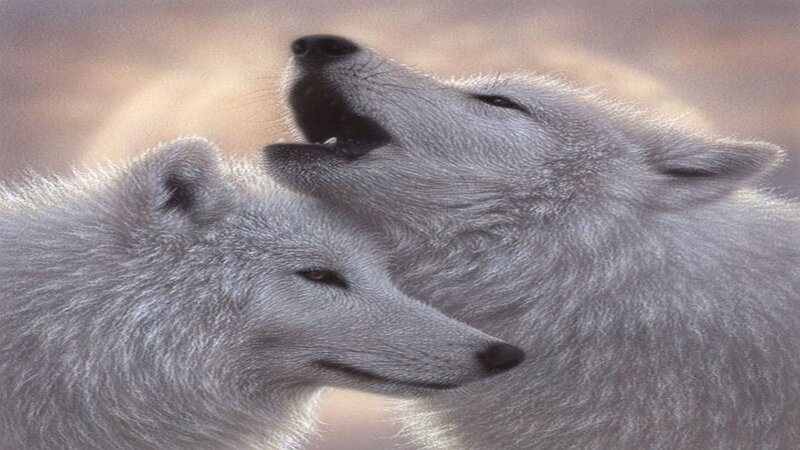 Two White Wolves — Natural, Photograph