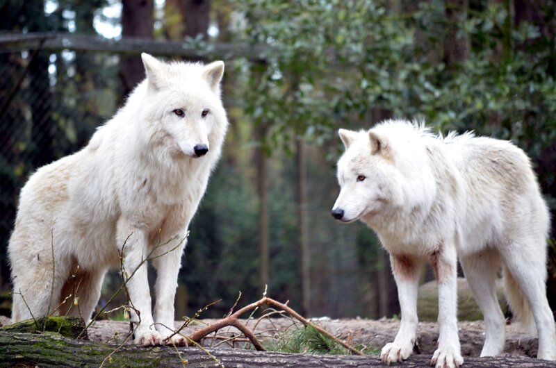 Two White Wolves — Natural, Photograph, Trees, Log