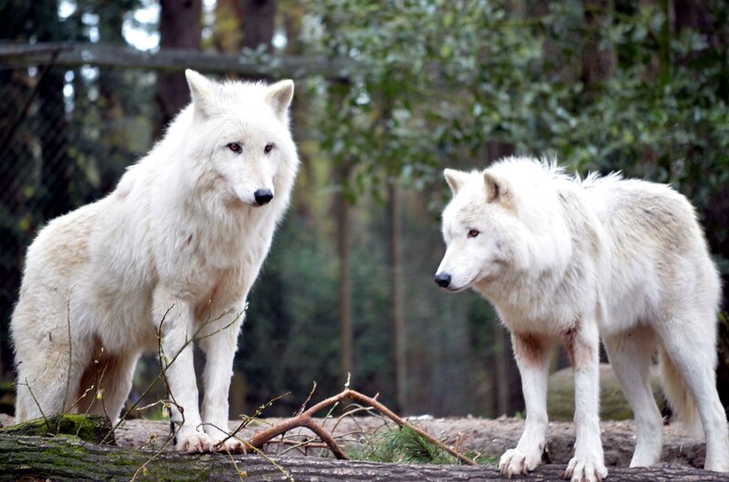 Two White Wolves — Natural, Photograph, Trees