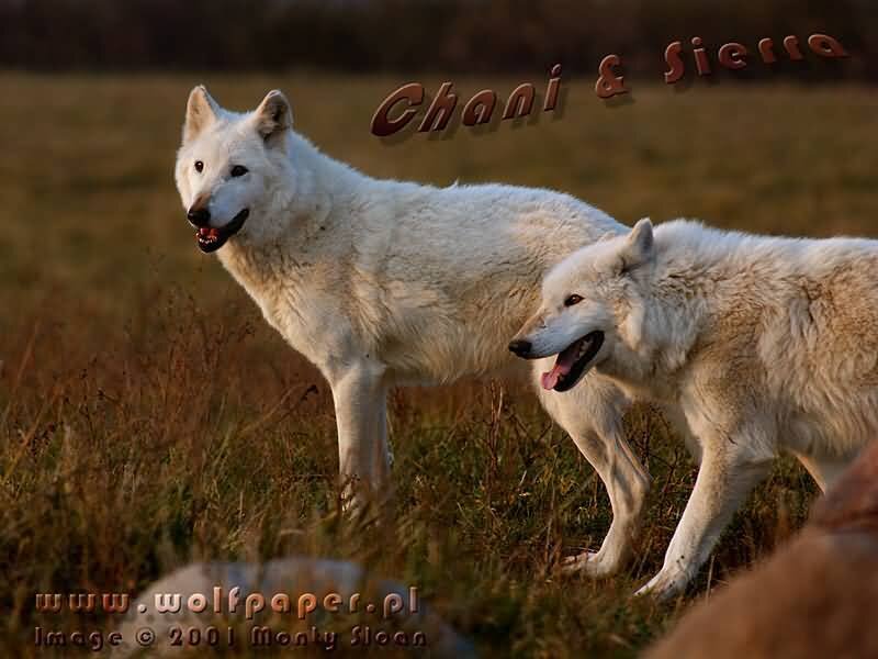 Two White Wolves — Natural