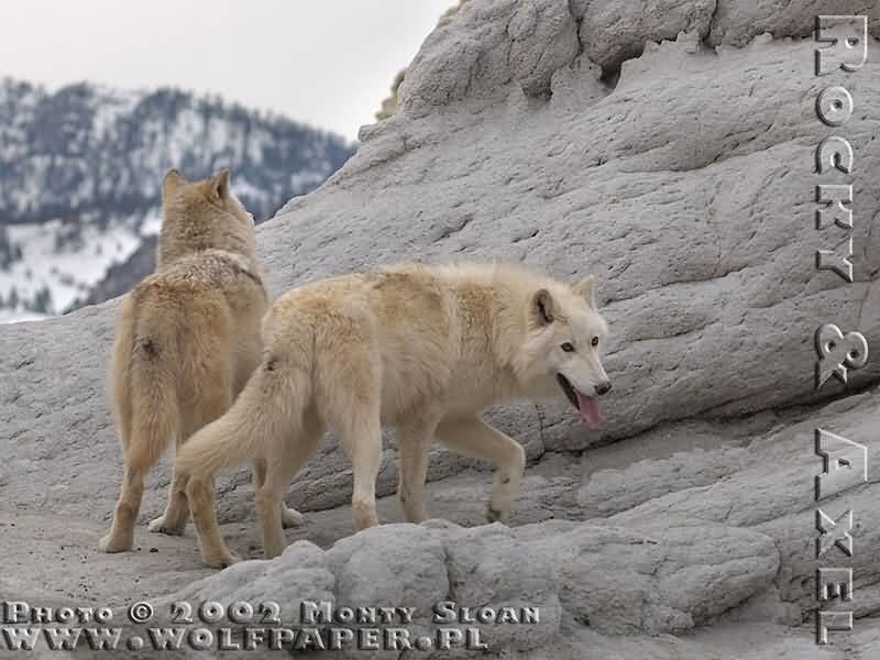 Two White Wolves — Natural, Winter