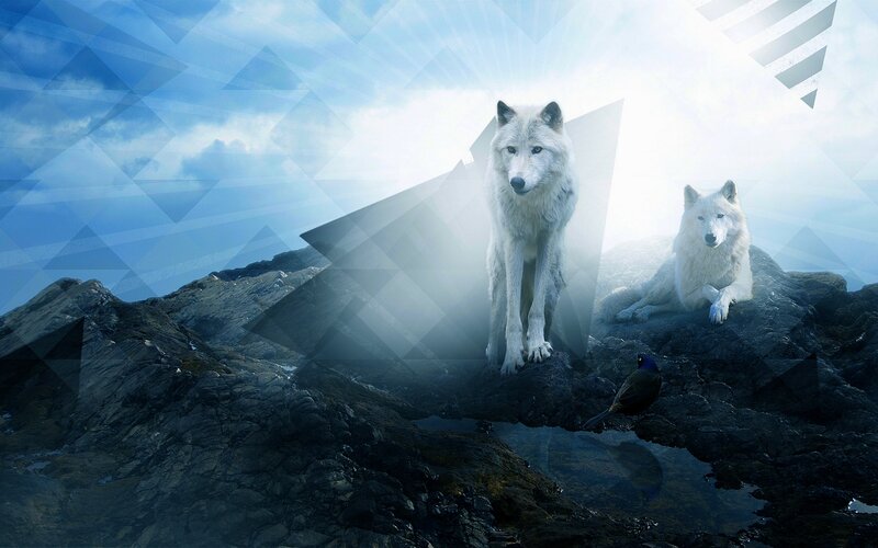 Two White Wolves on Rocks