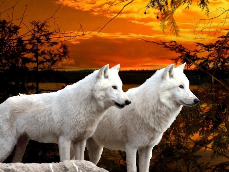 Two White Wolves — Orange