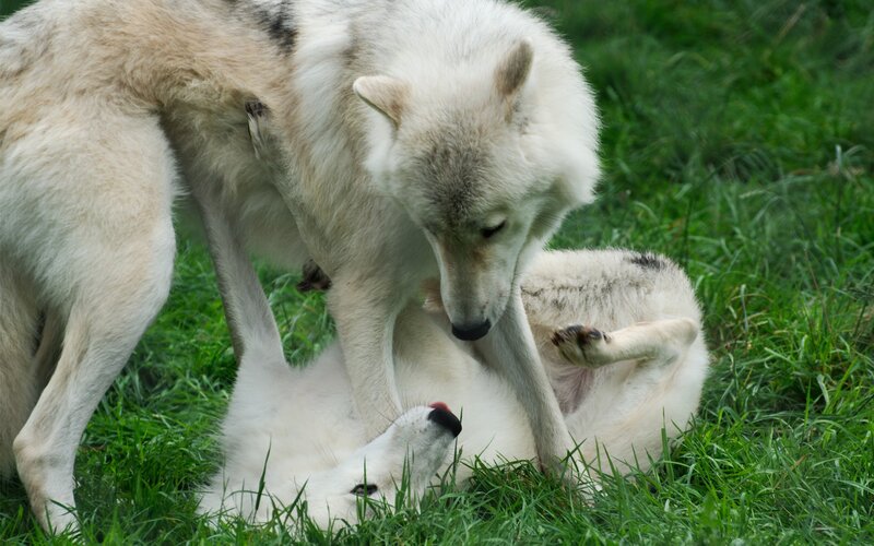 Two White Wolves Playing — Playful, Afternoon, Photograph
