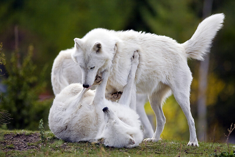 Two White Wolves Playing — Playful, Afternoon