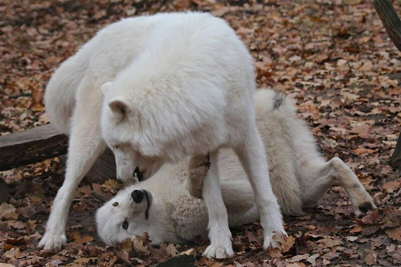Two White Wolves Playing — Playful, Autumn