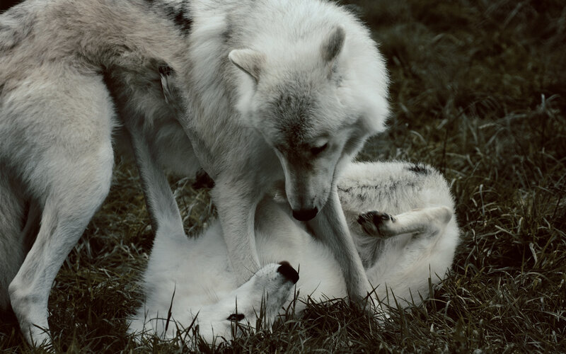 Two White Wolves Playing — Playful, Photograph, Grass