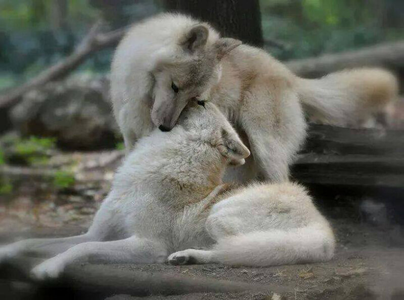 Two White Wolves Playing — Playful, Photograph