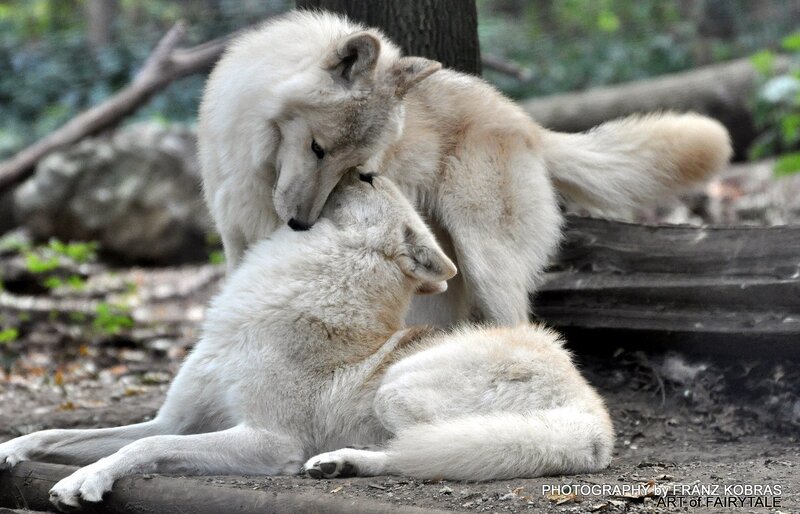 Two White Wolves Playing — Playful, Photograph, Trees