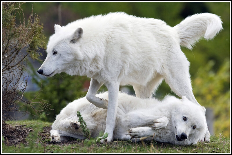Two White Wolves Playing — Playful