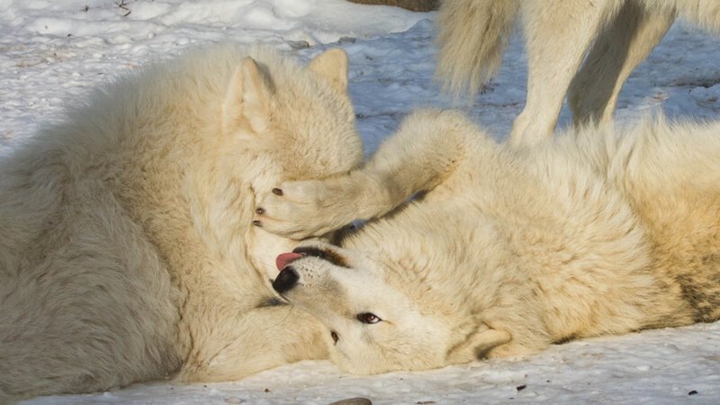 Two White Wolves Playing — Playful, Winter, Photograph