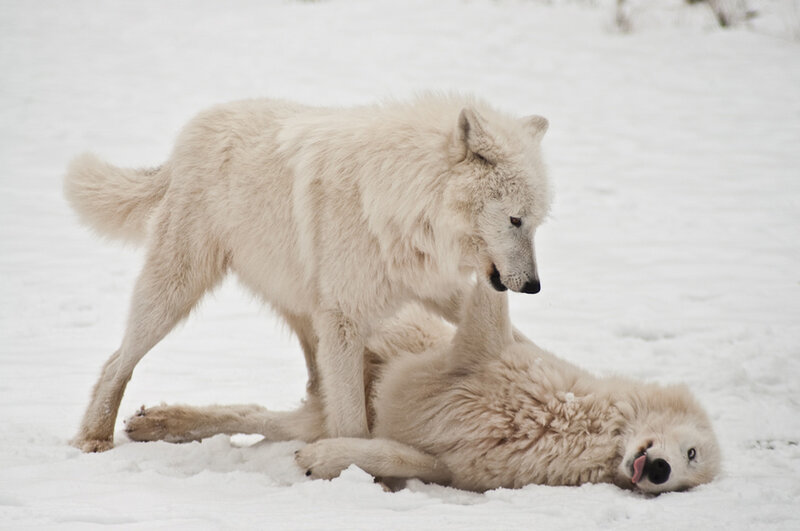 Two White Wolves Playing — Playful, Winter