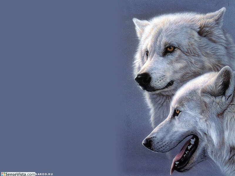two white wolves portrait