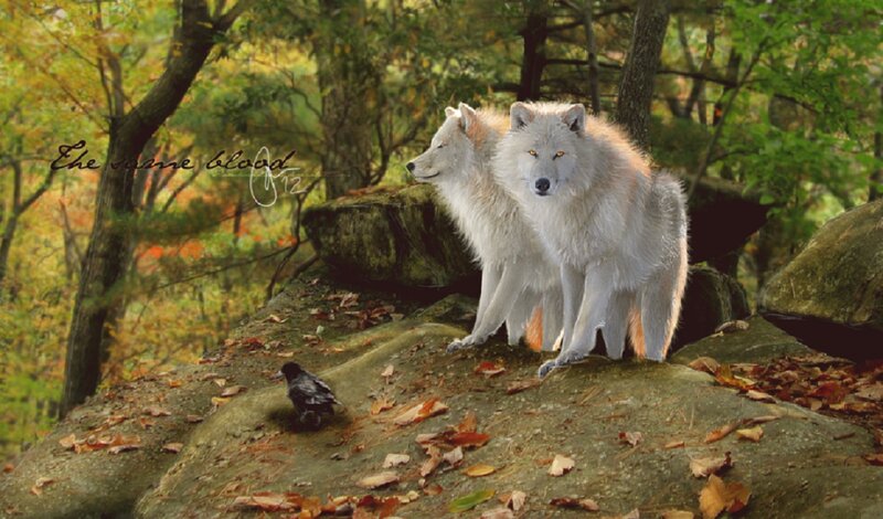 Two White Wolves — Serene, Autumn