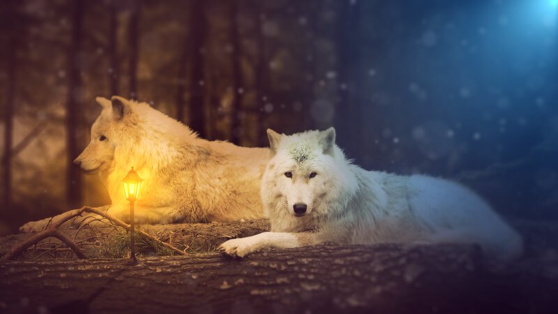 Two White Wolves — Serene, Night, Digital Art, Lamp