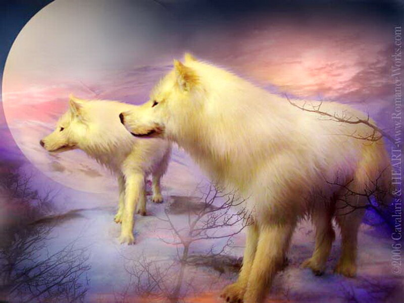 Two White Wolves — Serene, Night, Digital Art