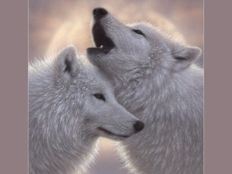 Two White Wolves — Serene, Photograph