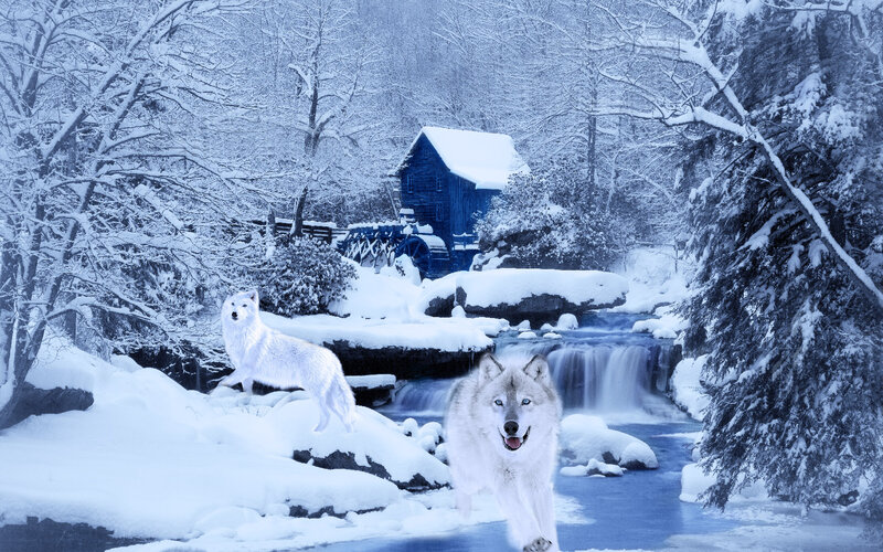 Two White Wolves — Serene, Winter, Digital Art, Snowy Forest