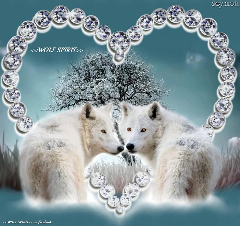Two White Wolves — Serene, Winter