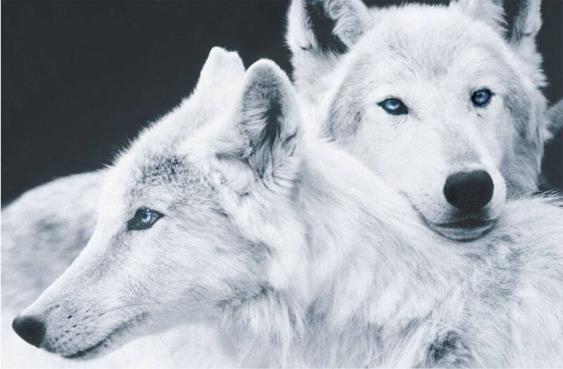 Two White Wolves — Serious