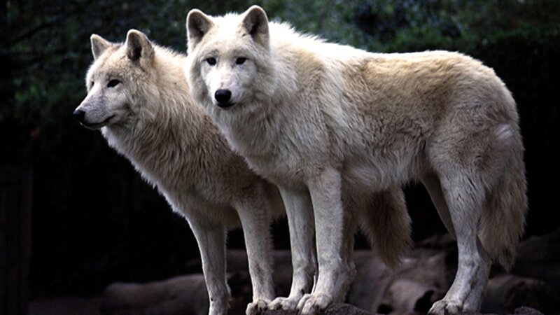 two white wolves standing