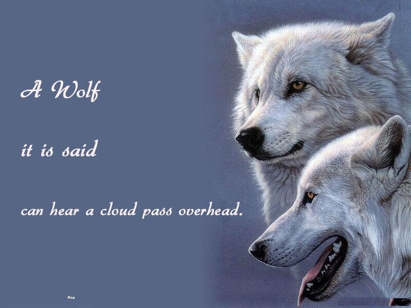 Two White Wolves