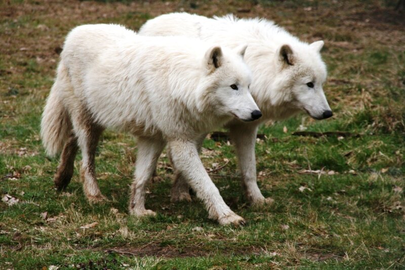 two white wolves walking